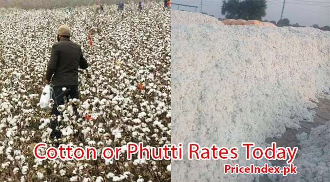 cotton or phutti price in pakistan today