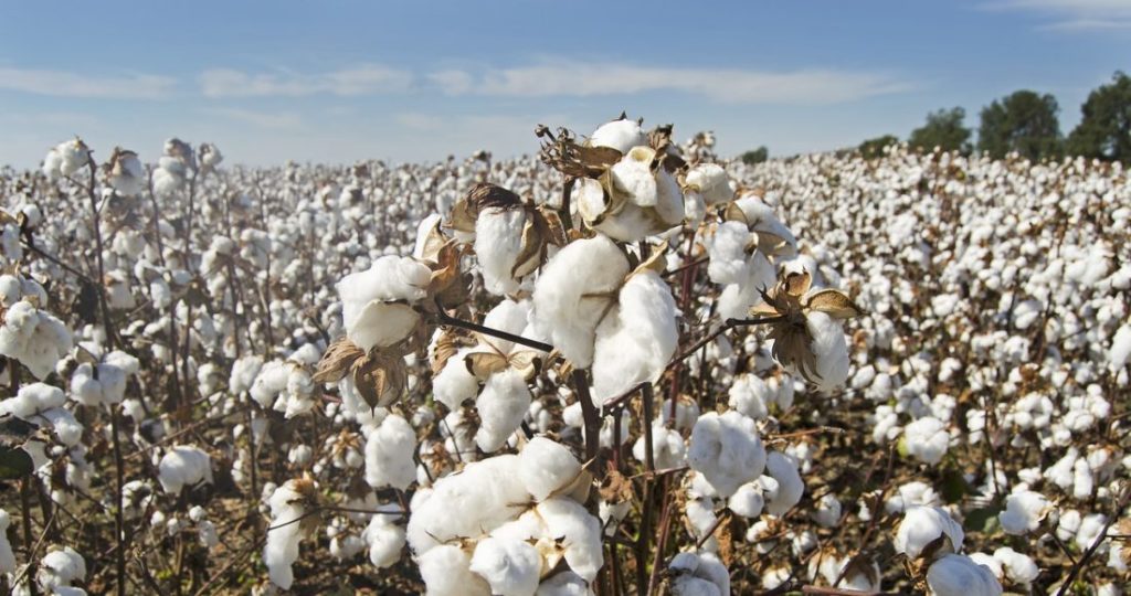 Cotton Prices Trend in Local Market