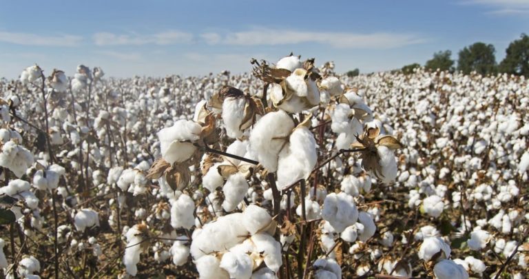 Cotton Prices Trend in Local Market over the Past Week