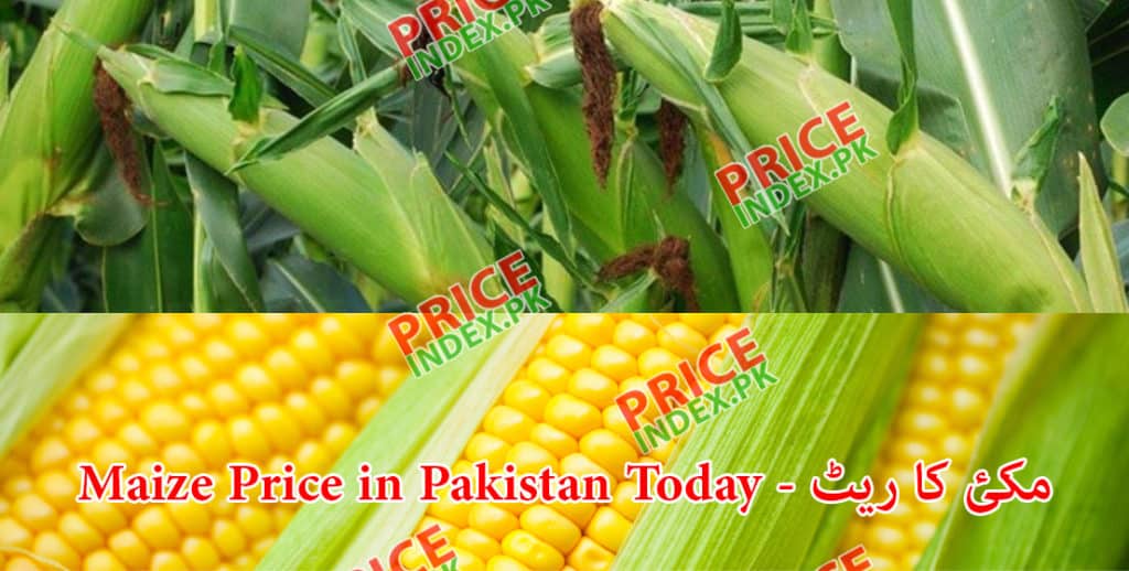 Maize Price in Pakistan Today